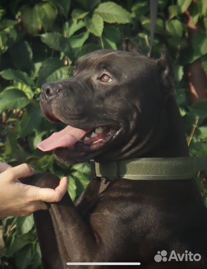 Питбультерьер кобель