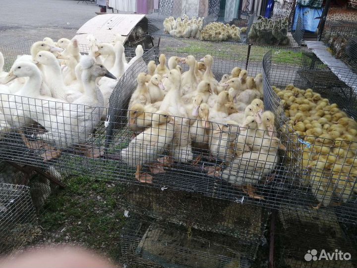 Утята, Бройлер, Мулард