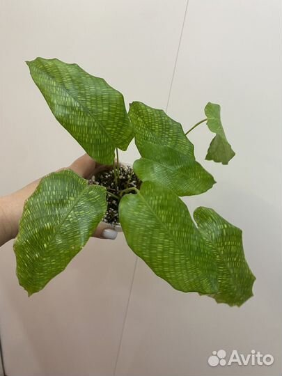 Калатея нетворк