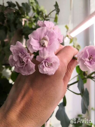 Пеларгония плющелистная Jackie