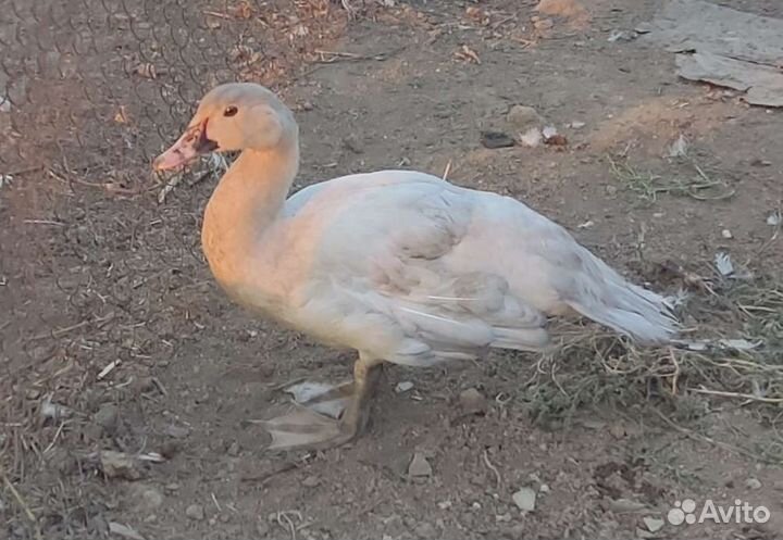 Селезни индоутки, мускусные утки