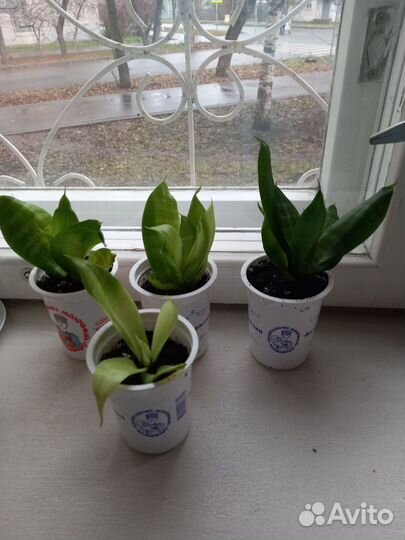 Сансевиерия ханни