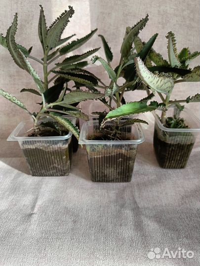 Каланхоэ лечебное