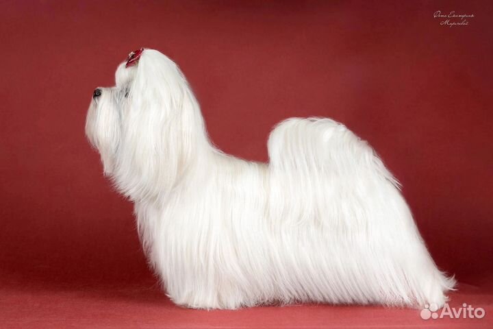 Мальчик Мальтезе