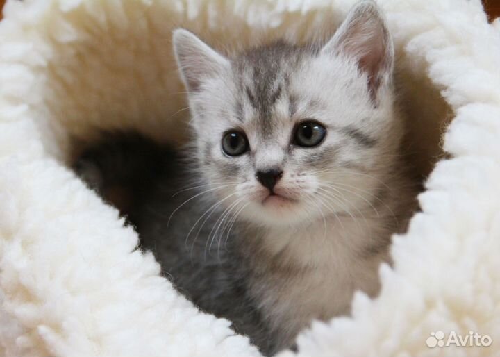 Красивые котята девочки