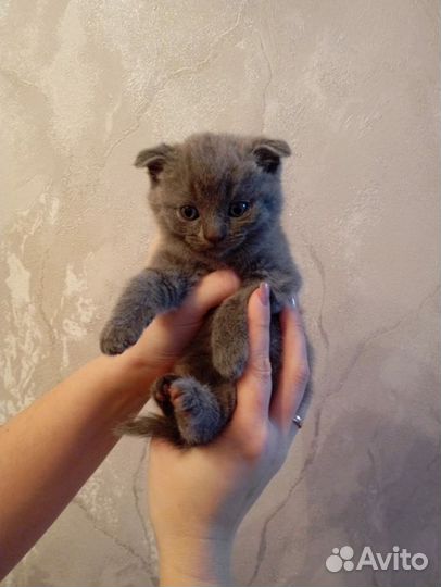 Шотландские котята