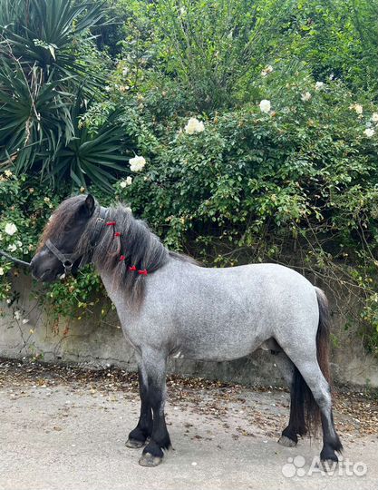 Катание детей на пони