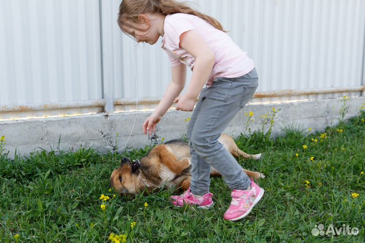 Отдаю даром собаку Джуди в добрые руки