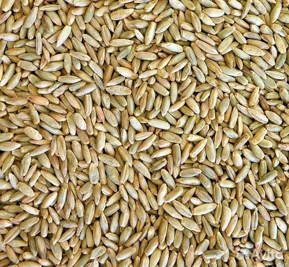Зерно рожь