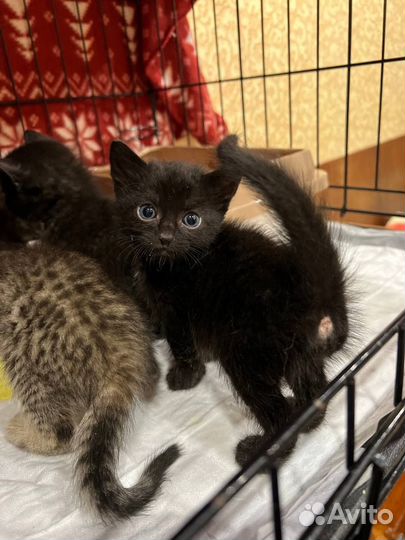 Котятки в добрые руки