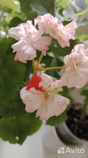 Герань (пеларгония)