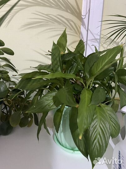 Спатифиллум