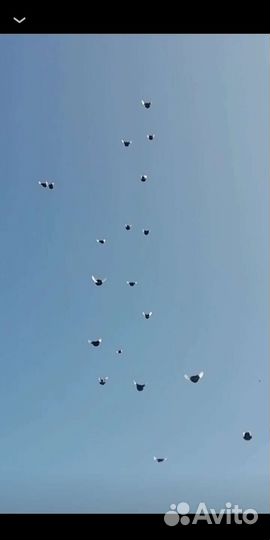 Продажа голубей