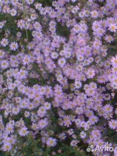 Папоротник.Ирисы.Фиалка садовая.Вербена.Флоксы