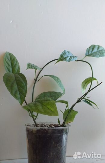 Клеродендрум Томпсона