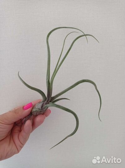 Тилландсия