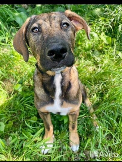 Щенки бесплатно, приют сочи, доставка