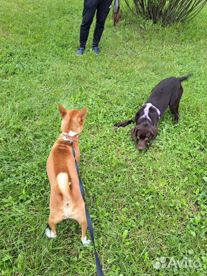 Выгул собак