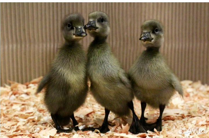 Утята индийский бегунок