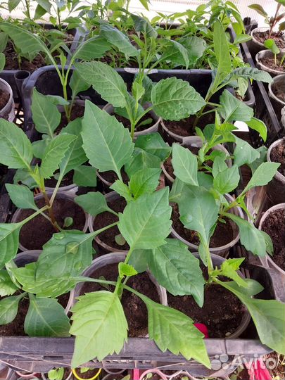 Рассада цветов