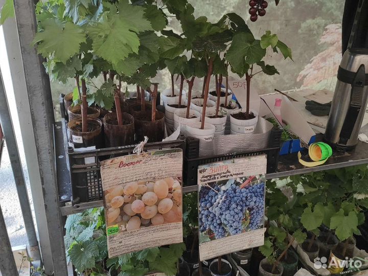 Саженцы Винограда с закрытой корневой системой