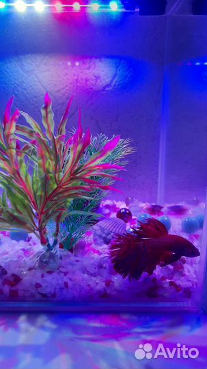 Аквариум