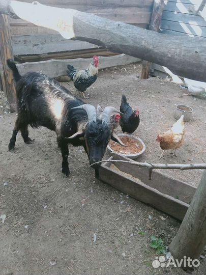 Коза нубийская