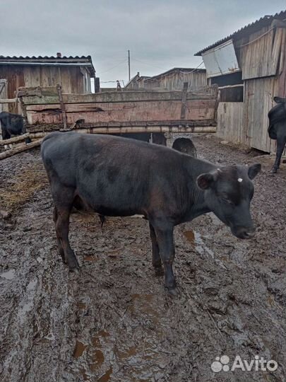 Бык и бычки