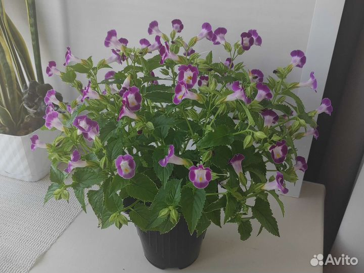 Торения,Лобелия,тунбергия