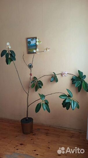 Фикус робуста