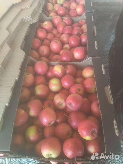 Яблоки Пинк леди, кал. 65+ (52 кор.), 55+ (20 кр)