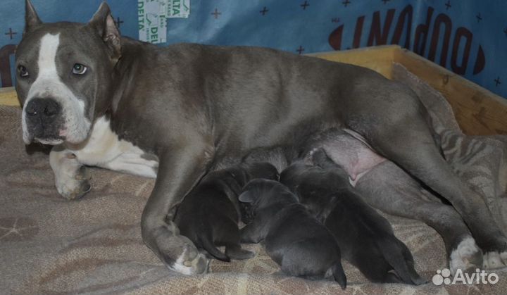 Стаффорд девочка