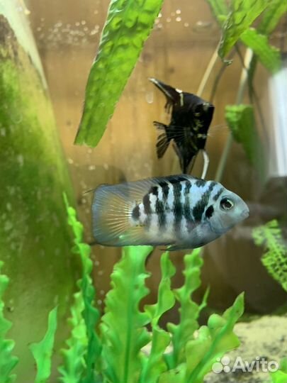 Рыбка сапфировый попугай