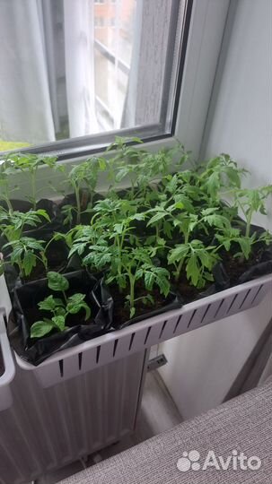 Рассада помидор и перцев, баклажан