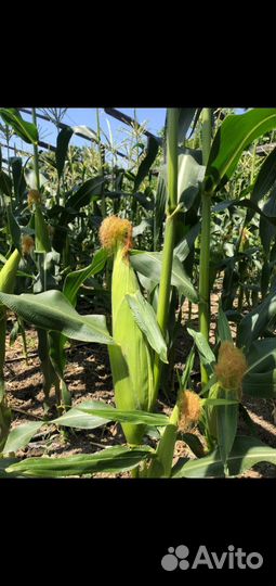 Продукты питания оптом