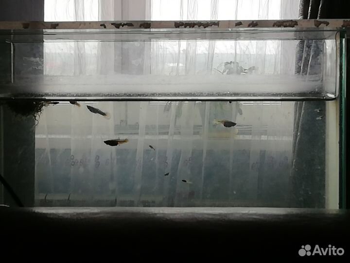 Продам рыбок Гуппи