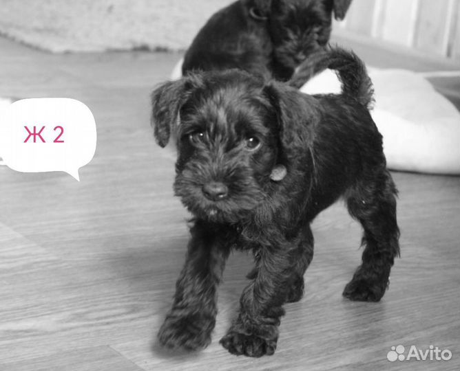 Цвергшнауцер щенок