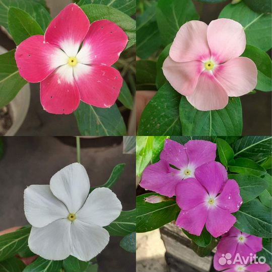 Семена катарантуса кустового