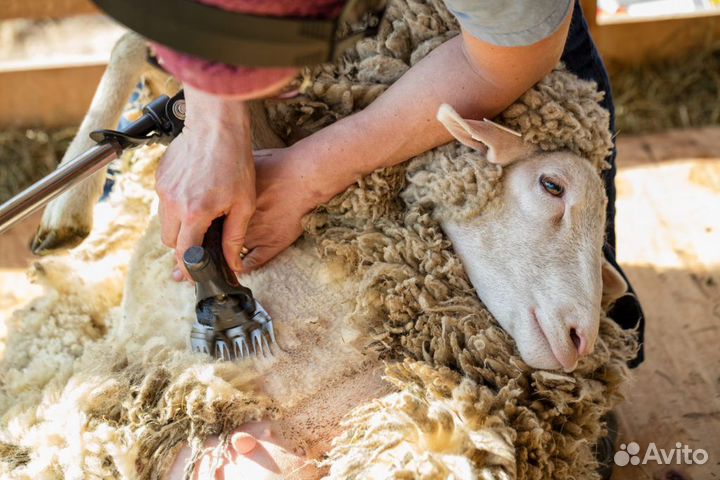 Стрижка овец