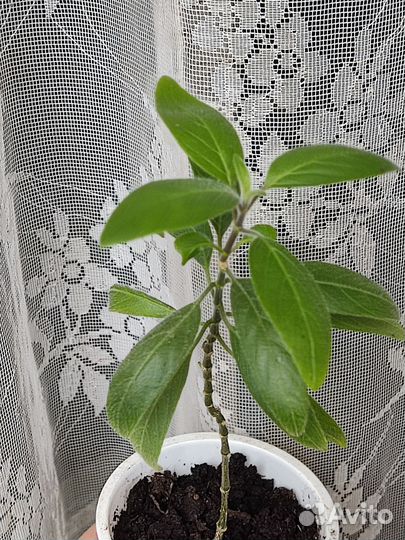 Руэллия каролинская