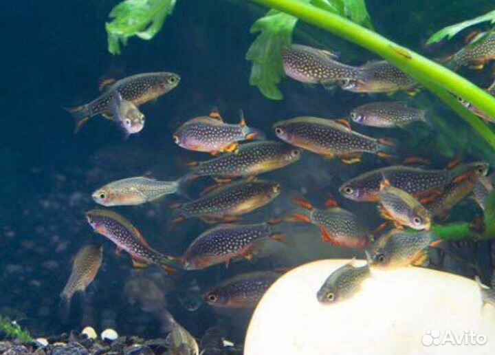 Аквариум/рыбки/растения/корма