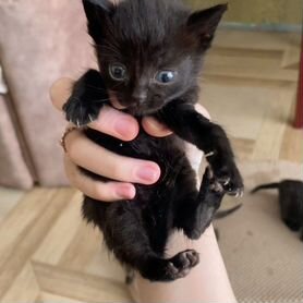 Шоколадные котята