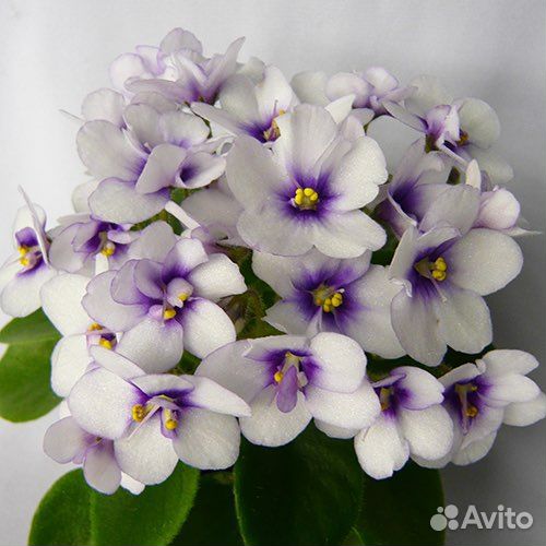 Детка фиалки