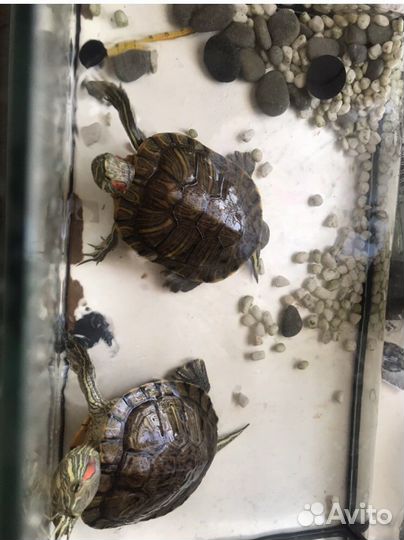 Красноухая черепаха