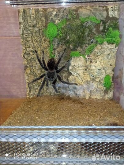 Террариумы, паучатники