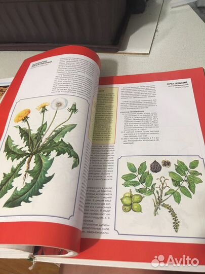 Медицинская энциклопедия