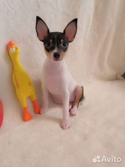 Американский той фокстерьер