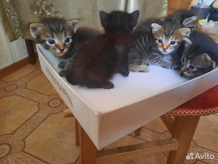 Котята в добрые руки