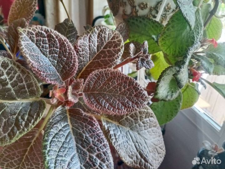 Эписция Chocolate Cream шоколадный крем