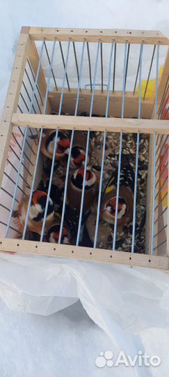 Птица щегол